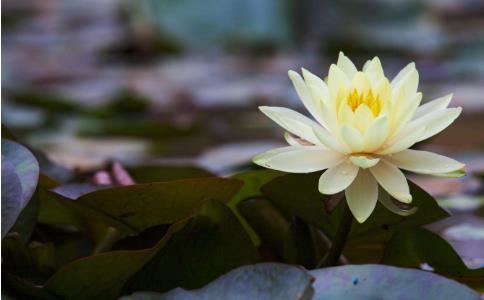 朔字起名字的吉凶  朔字起名好不好