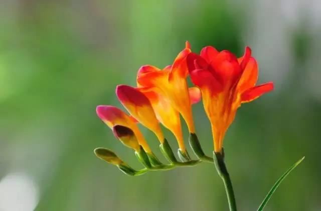 女人下半脸的痣相如何？含义好吗？