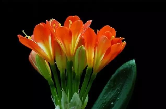 蝶又代表什么生肖动物和动物,蝶什么意思？