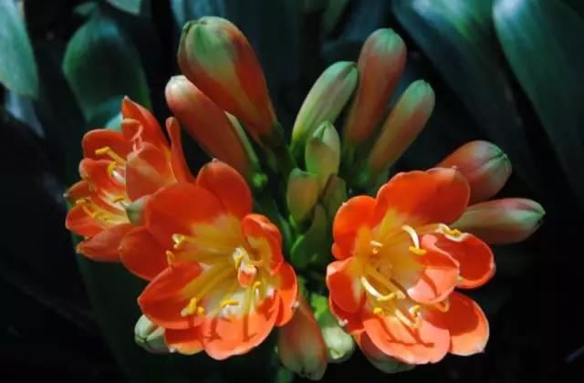 属蛇的天乙贵人是什么属相 属蛇人最旺的贵人是什么生肖