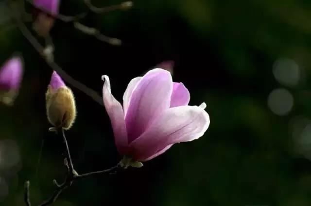 双胞胎男孩起名牛宝宝