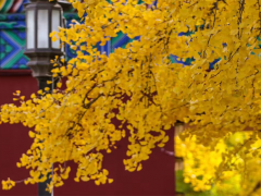 农历八月廿三到了，老话“水龙出詹，青龙摆尾”啥意思？有啥说法