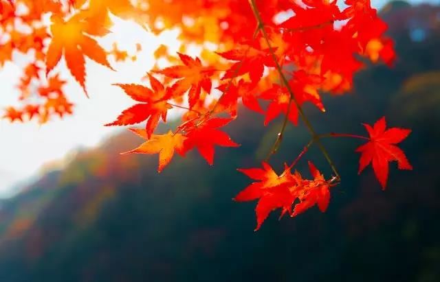 起名灿灿的含义