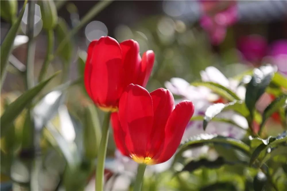 男人和女人下巴有痣的含义不一样？分别代表了什么？