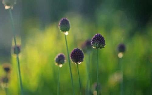 属猪起名宜用字大全 属猪起名用什么字