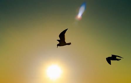 72年属鼠女人晚年幸福吗