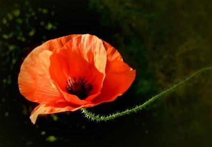 1997年属牛和1995年属猪男女命配吗 感情多吵闹但能长相厮守