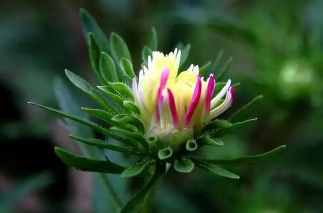 宽窄好运测评,虎男最好的配偶有哪些