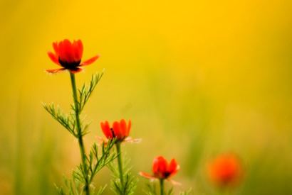 五行缺金最吉利的女孩名字大全 什么是关于五行缺金最为吉利的女孩名字的完整清单