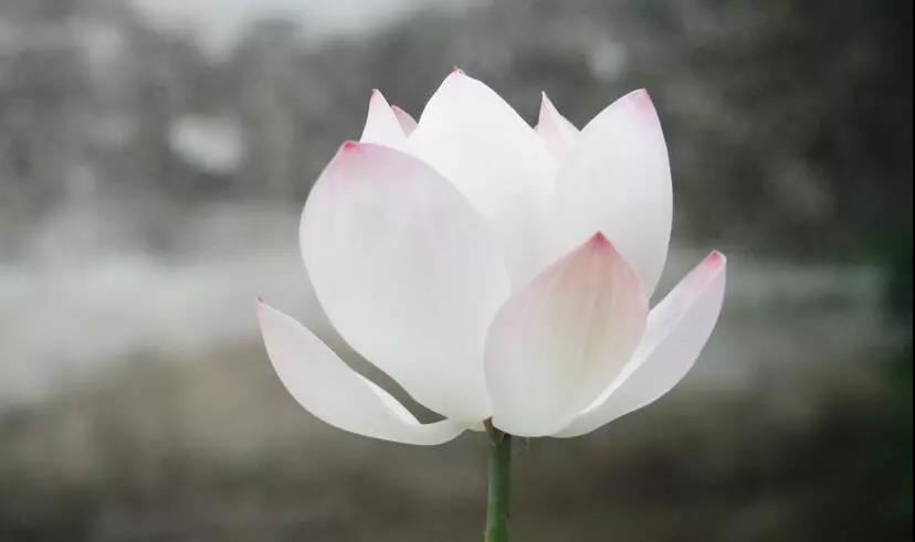 国学经典里的诗