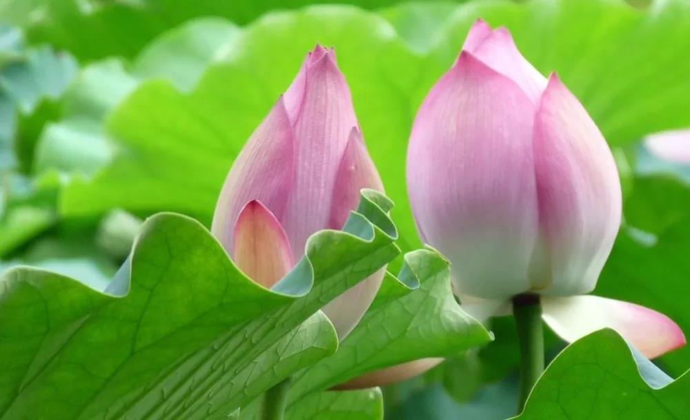 回门宴女方穿什么衣服 端庄大气是首选