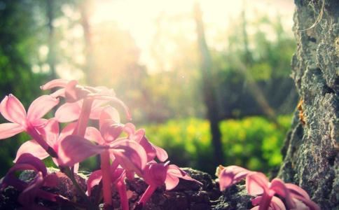 属猪人多大遇到真爱 属猪人何时遇真爱