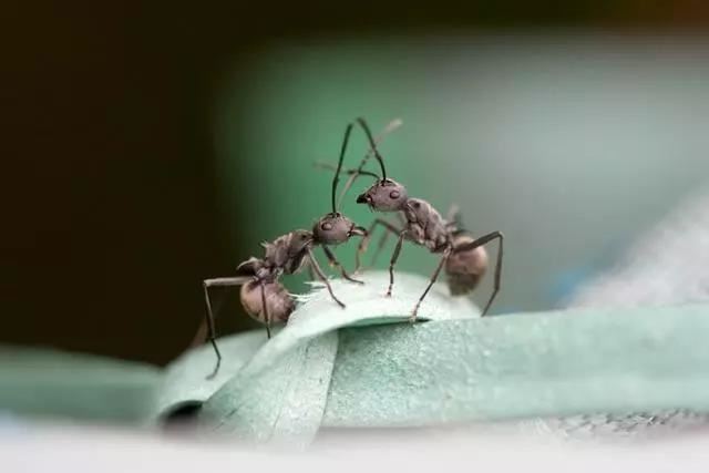 上饶东岳灵签解签