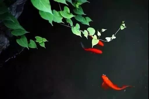 这些事情都不知道怎么可以布置书房？