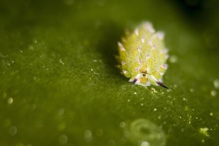 双子的幸运植物,双子幸运物品
