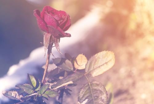 工作中抗压能力强的生肖