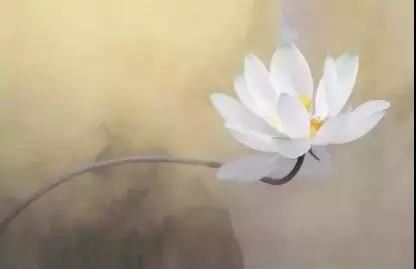 眉毛跳动的是什么预兆