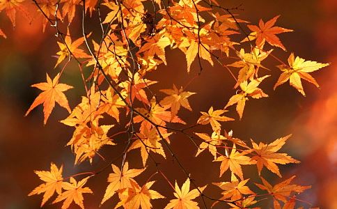 梦到大火是什么征兆女性 女性梦到大火预示什么