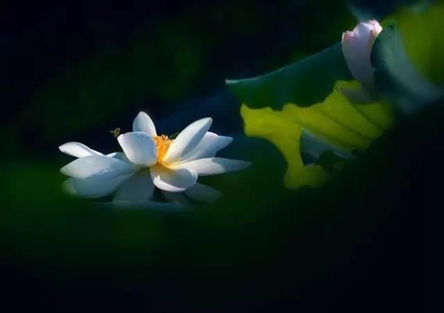 2026清明扫墓时间有什么讲究