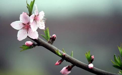 家里养花风水禁忌 家中养花好不好