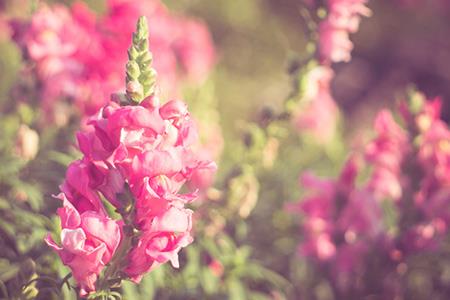 疼老公的女人面相  女人面相哪里代表丈夫