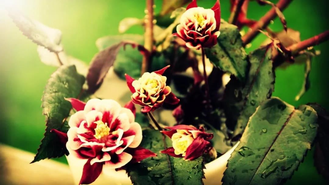 属猪人难改的坏毛病