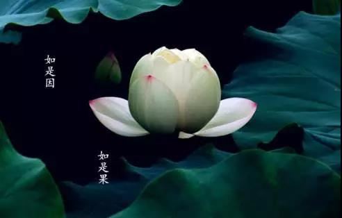 破立指什么动物的生肖和动物,破立什么意思