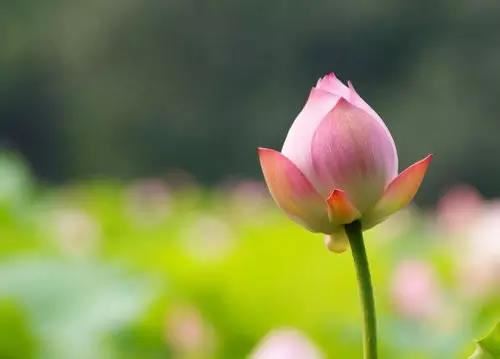 揭秘下垂眼与圆眼的哪个更好看