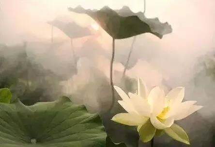 金鱼养几条吉利最招财