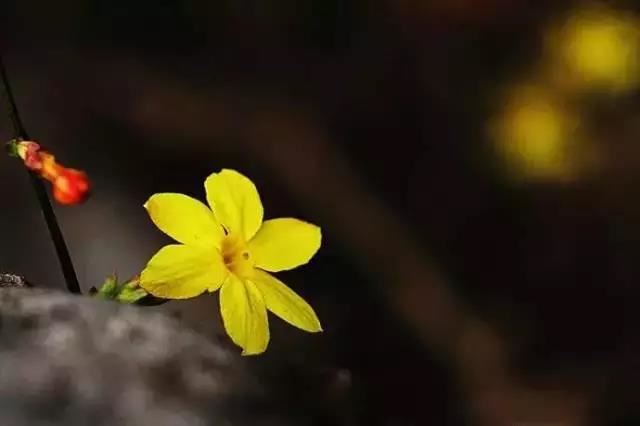 占星学堂第一期,占星学课程