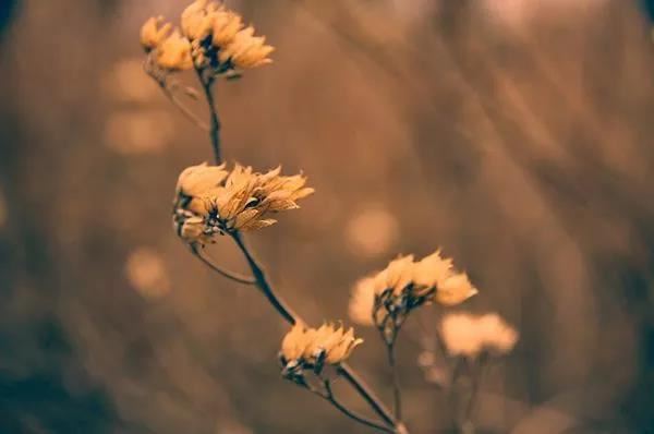 2004属猴2024年幸运颜色,水晶助学业财运提升