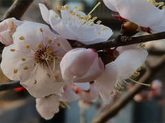 奇点侠商标起名