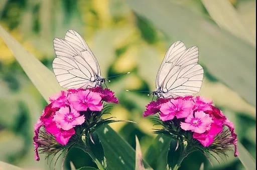 十二生肖中云肖有哪些 塔罗占卜最近注意什么事情