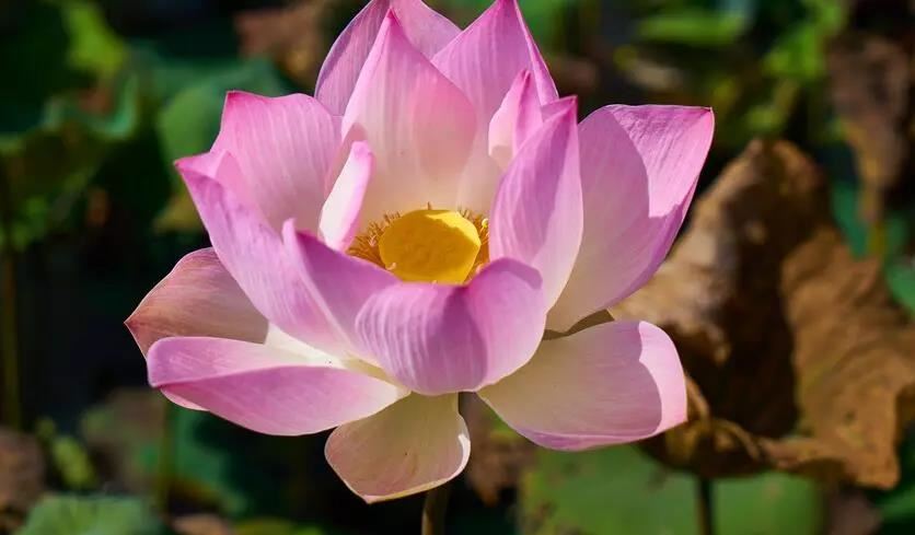 给姓袁的男孩名字谐音