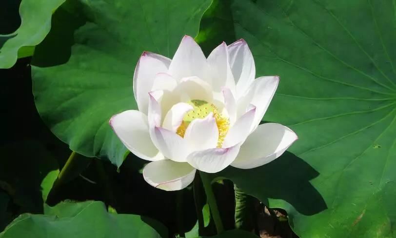 妈妈属马适合生什么属相的宝宝 属马忌讳什么属相的孩子