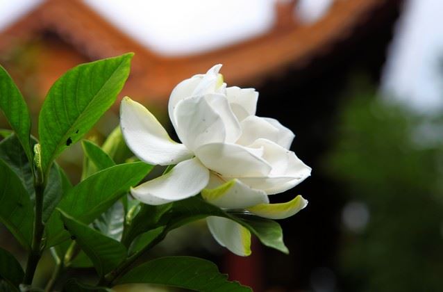 张子萱二胎后火速恢复少女身材，36岁本命年获女儿“特殊关照”