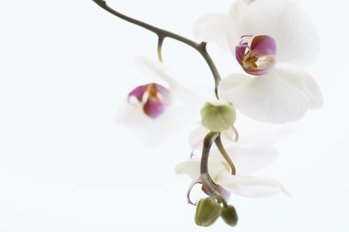 女人鼻子大旺夫吗 聪明伶俐贤内助