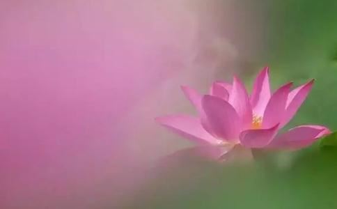 红罗代表什么生肖动物和动物,红罗帐下一句