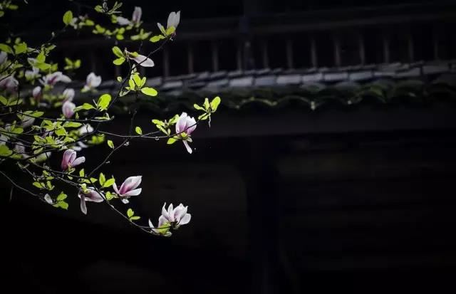 家里种铁树吉利吗