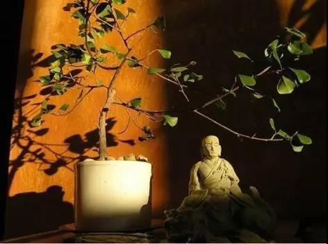 什么东西能旺大林木的人 选好物品提升运势