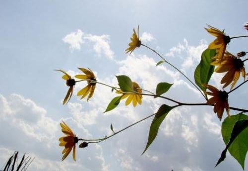 耳朵后面有痣的男人 耳后痣男有何寓意