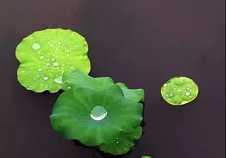 1994年属狗女和1991年属羊男相配吗 不相配个性不合婚姻不幸福