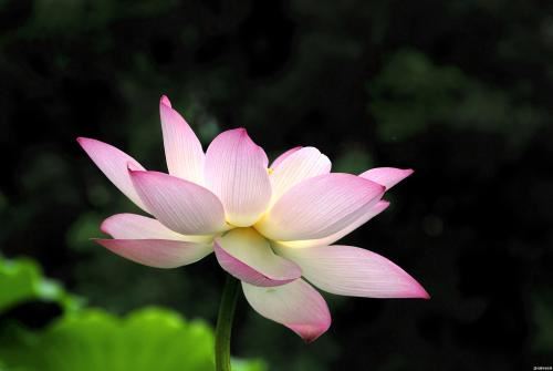 家庭花卉摆放风水 家庭花卉摆放风水好吗