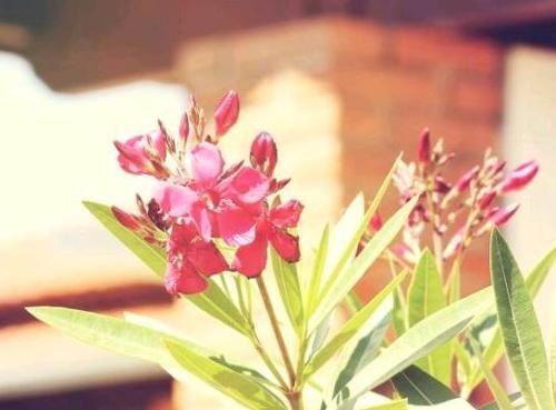 护肤品商标起名：创意与品牌的完美结合