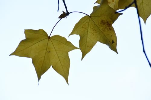 女命伤官好吗 伤官女命详解