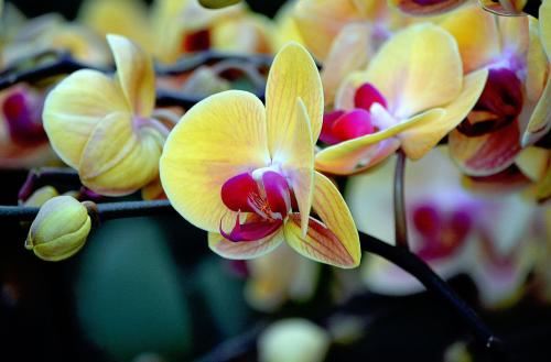 属龙狮子座B型血男女性格分析和配对