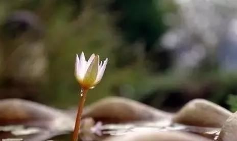 娟的含义是起名