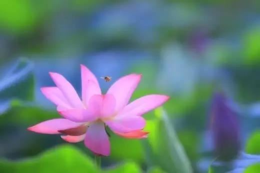 吉日万年历 属蛇人2024年农历五月领证好日子查询表