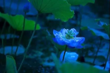 姓初猪宝宝起名