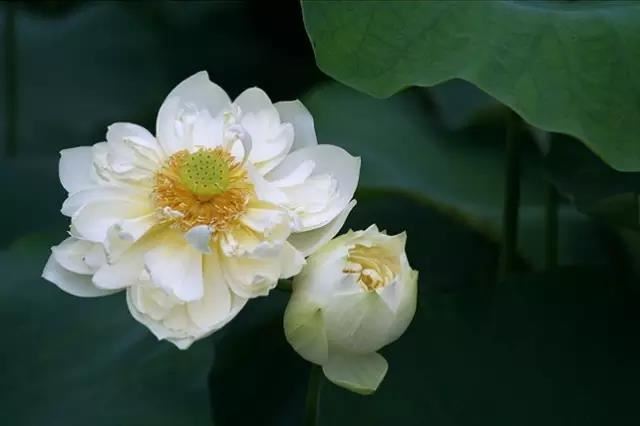 怎么看斗和簸箕图解 指纹几个斗是富贵命